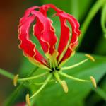 FLOWERS AND GARDEN DECO Profile Picture